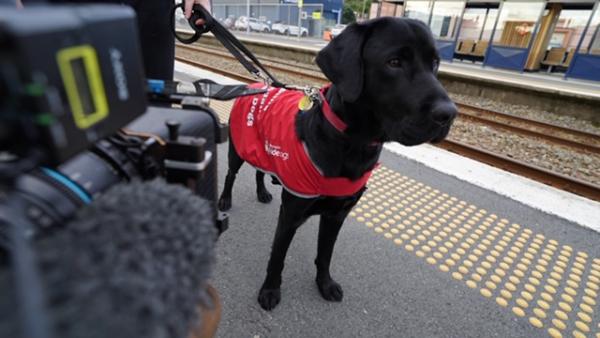 Image showing  a Blind and Low Vision NZ guide dog puppy from the popular program Dog Squad: Puppy School on station platform